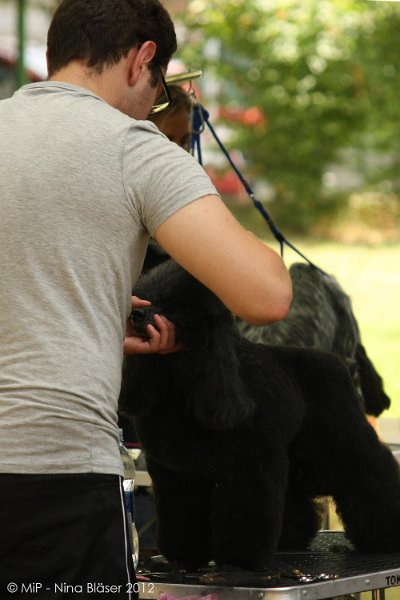 2012-07-01 B & B - Bedlington & Bichon Fun Day (12)_1000x1500.jpg
